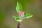 Branch of a flowering Apple tree on a green background. Pink inflorescences close-up