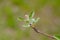 Branch of a flowering Apple tree on a green background. Pink inflorescences close-up