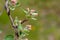 Branch of a flowering Apple tree on a green background. Pink inflorescences close-up