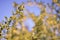 A branch of a flowering barberry with clusters of delicate yellow inflorescences. Background