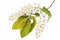 Branch of flowering bird cherry Prunus padus isolated on a white background. In medicine, flowers are used as anti-inflammatory