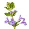 Branch of flowering catnip or called Nepeta cataria, isolated on white background