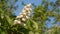 A branch of flowering chestnut