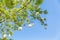 A branch of a flowering cotton tree against the backdrop of a bright blue sky