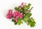 Branch of a flowering Crataegus, pink. Plants and flowers