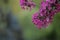 A branch of a flowering decorative apple tree on a blurred green background