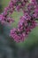 A branch of a flowering decorative apple tree on a blurred green background