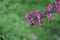 A branch of a flowering decorative apple tree on a blurred green background