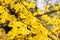 Branch of flowering Forsythia closeup