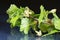 A branch of a flowering gooseberry with green leaves on a table with a reflection