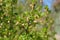 A branch of a flowering gooseberry with young leaves in Sunny da