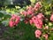 Branch of flowering hawthorn, cultivated double-flowered variety. Spring Flowers of the Double Pink Hawthorn in a Woodland Garden