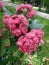 Branch of flowering hawthorn, cultivated double-flowered variety. Spring Flowers of the Double Pink Hawthorn in a Woodland Garden