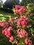 Branch of flowering hawthorn, cultivated double-flowered variety. Spring Flowers of the Double Pink Hawthorn in a Woodland Garden