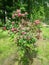 Branch of flowering hawthorn, cultivated double-flowered variety. Spring Flowers of the Double Pink Hawthorn in a Woodland Garden