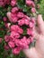 Branch of flowering hawthorn, cultivated double-flowered variety. Spring Flowers of the Double Pink Hawthorn in a Woodland Garden