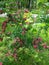 Branch of flowering hawthorn, cultivated double-flowered variety. Spring Flowers of the Double Pink Hawthorn in a Woodland Garden