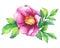 The branch flowering pink rose names: dog rose, rosa canina, Japanese rose, Rosa rugosa, sweet briar, eglantine, isolated on whi