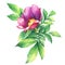 The branch flowering pink rose names: dog rose, rosa canina, Japanese rose, Rosa rugosa, sweet briar, eglantine, isolated on whi