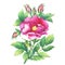 The branch flowering pink rose names: dog rose, rosa canina, Japanese rose, Rosa rugosa, sweet briar, eglantine, isolated on whi