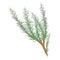 A branch of flowering rosemary isolated