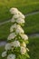 Branch of flowering spiraea - species `Spiraea gray`