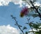 Branch of flowering tree and clouds in the sky background, nature photography, low angle shots
