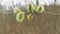 Branch of flowering willow on a blurred background of tree branches.