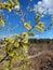 A branch of a flowering willow in spring against the blue sky in the forest.