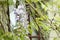 branch of flowering wisteria in Polish garden