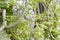 branch of flowering wisteria in Polish garden