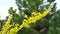 Branch of Flowering yellow forsythia Bush in spring in the garden.