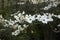 Branch and flowers of Cornus florida