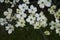 Branch and flowers of Cornus florida