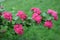 Branch with flowers of a hawthorn blood-red Crataegus sanguinea Pall