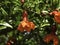 Branch with flowers and ovary of fruit of a pomegranate tree close-up on a background of green foliage