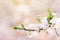 Branch with flowers soft blossom