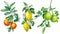 Branch with flowers. Tangerines, lemon, bergamot. Watercolor botanical illustration, flora design. Isolated background