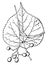 Branch, flowers, Tilia, Cordata, perennial, ornamental, plant vintage illustration