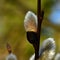 A branch of flowing willows Salix in spring