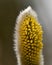 A branch of flowing willows Salix in spring