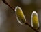 A branch of flowing willows Salix in spring