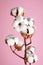 Branch with fluffy cotton flowers on pink