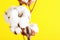Branch with fluffy cotton flowers on yellow background. Space for text