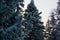 A branch of a fluffy spruce covered with frost from severe frosts