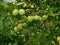 On a branch in the foliage are many immature cherry plum