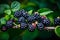 branch of fresh blackberries
