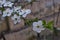 Branch with fresh bloom  of plum-tree  or Prunus domestica flower in park