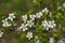 Branch with fresh bloom of wild plum-tree flower closeup in garden, Sofia