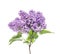 Branch of fresh blooming lilacs, isolated